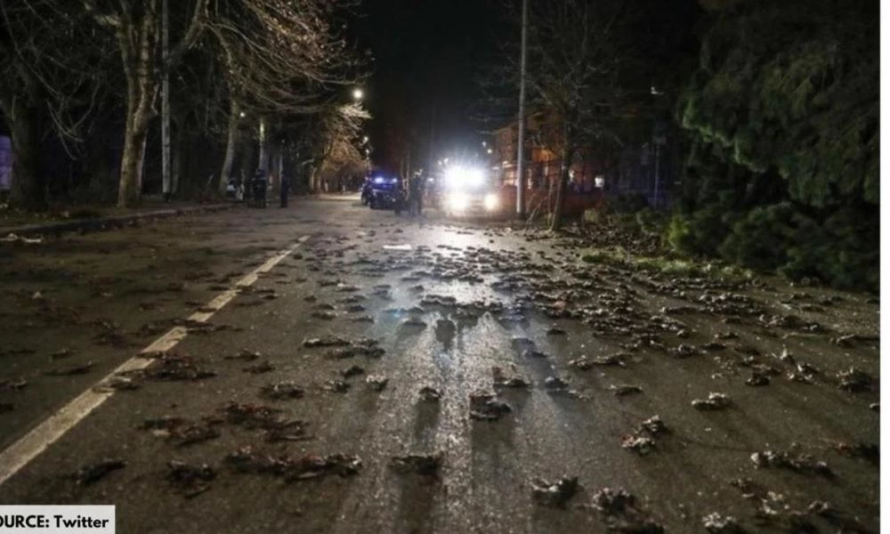 Ιταλία: Εκατοντάδες πουλιά νεκρά λόγω πυροτεχνημάτων